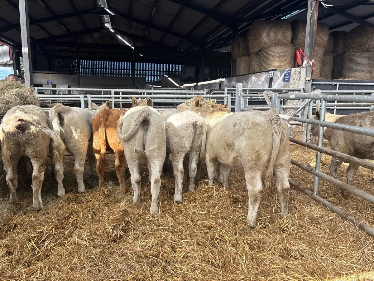 8 super 320 kg charlaois heifers - Image 1