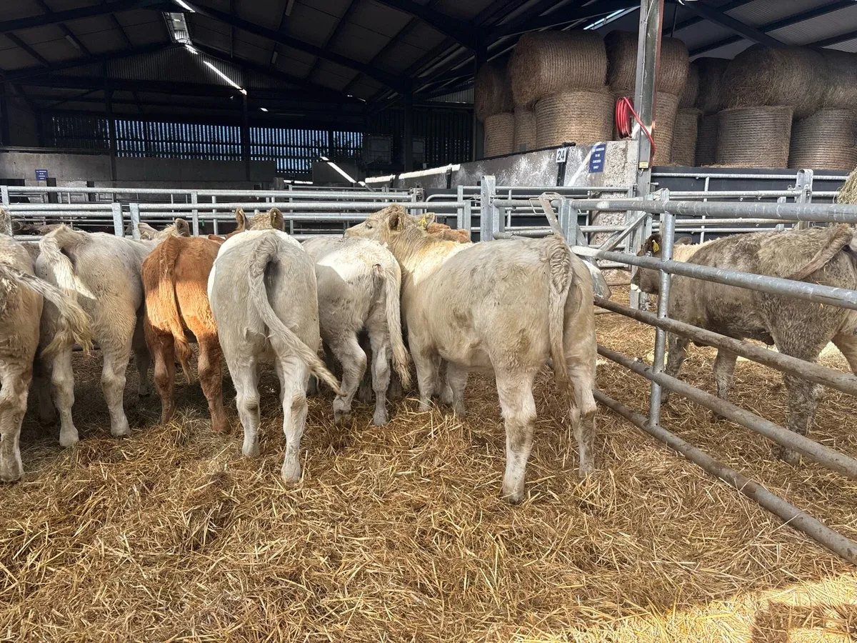 8 super 320 kg charlaois heifers - Image 2
