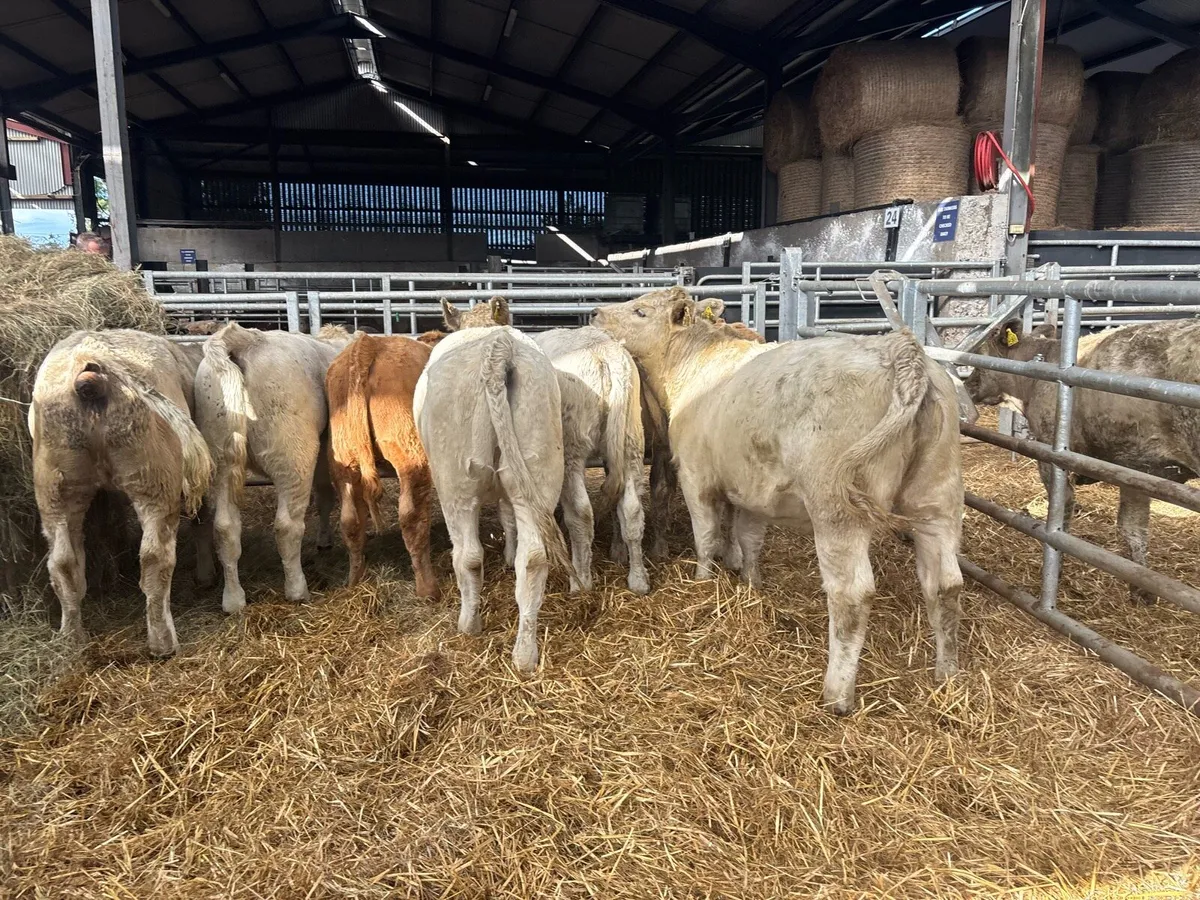 8 super 320 kg charlaois heifers - Image 3