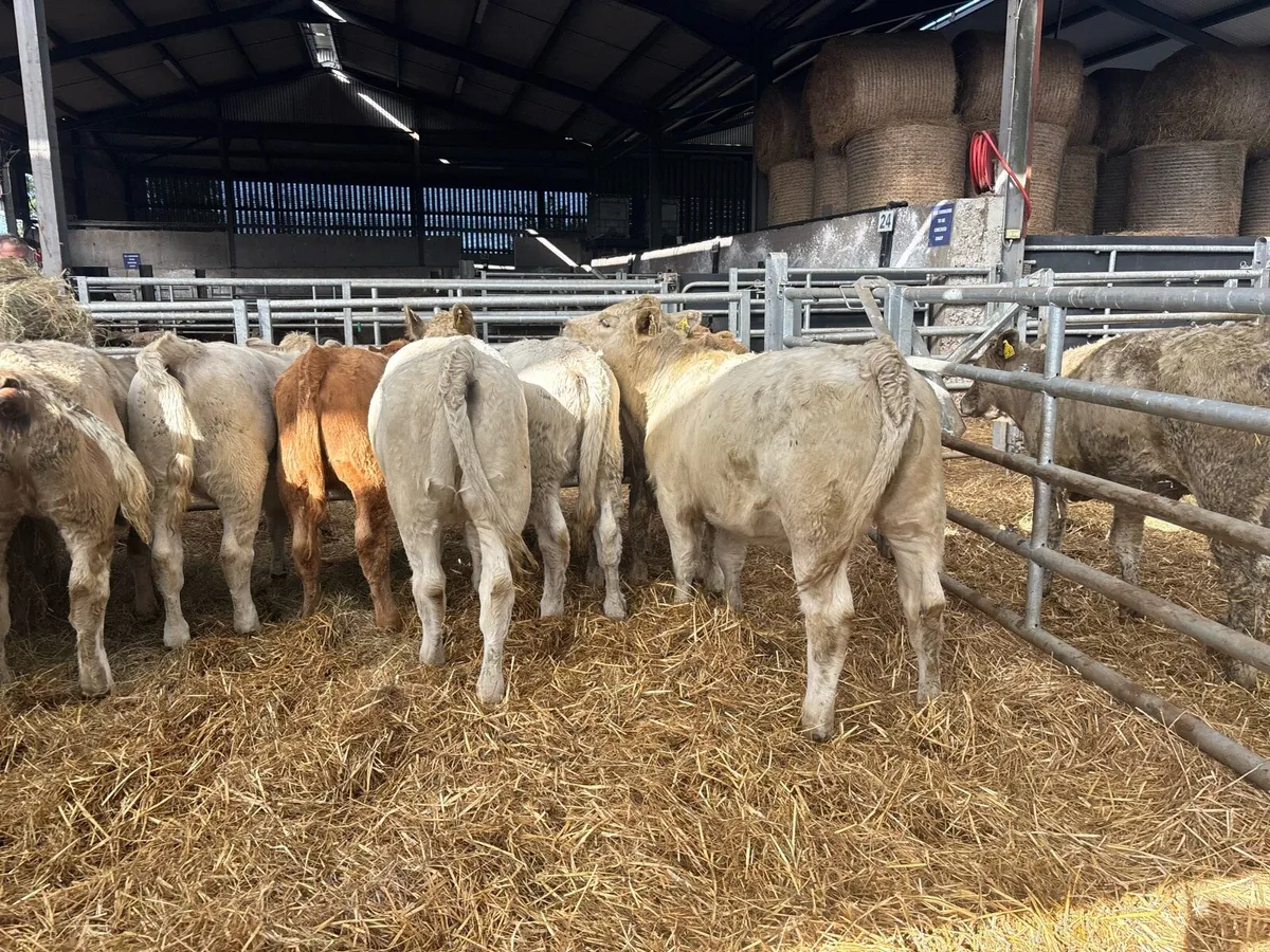 8 super 320 kg charlaois heifers - Image 4