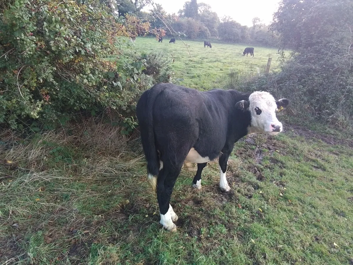 Cattle - Image 2
