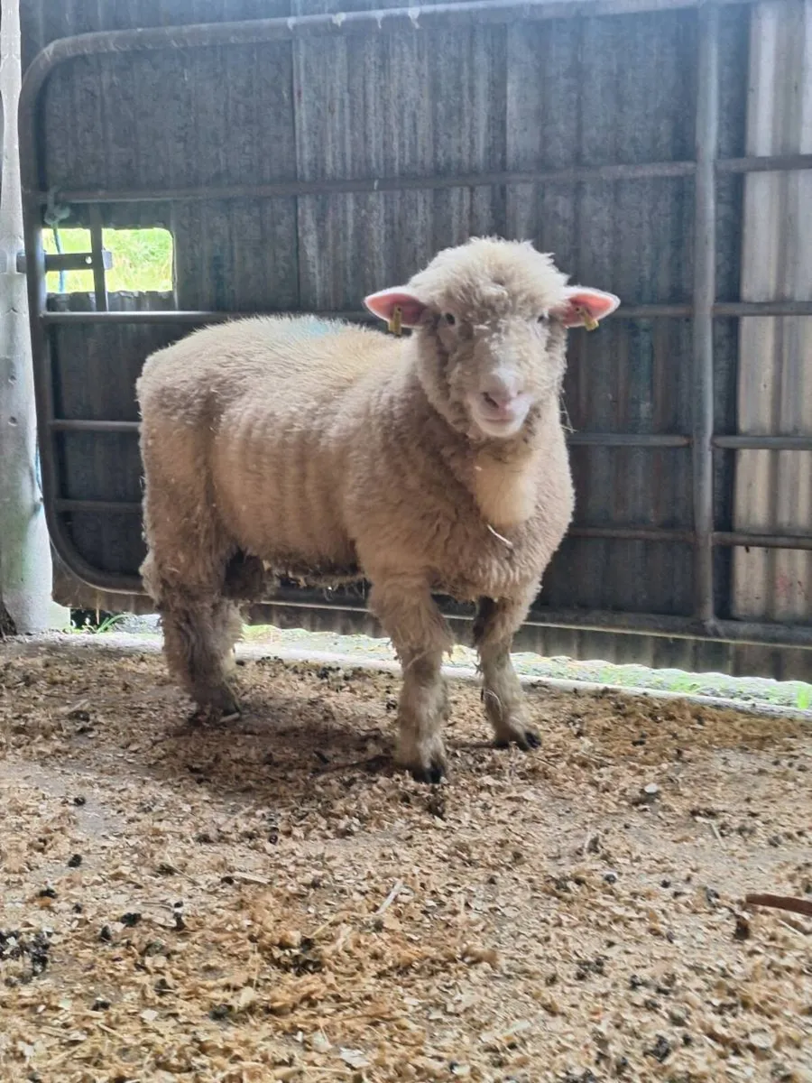 Dorset Ram Lamb - Image 1