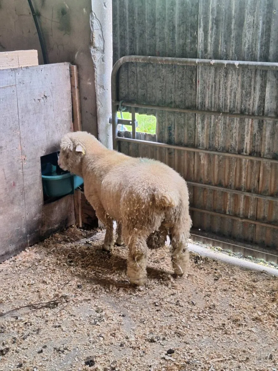 Dorset Ram Lamb - Image 4
