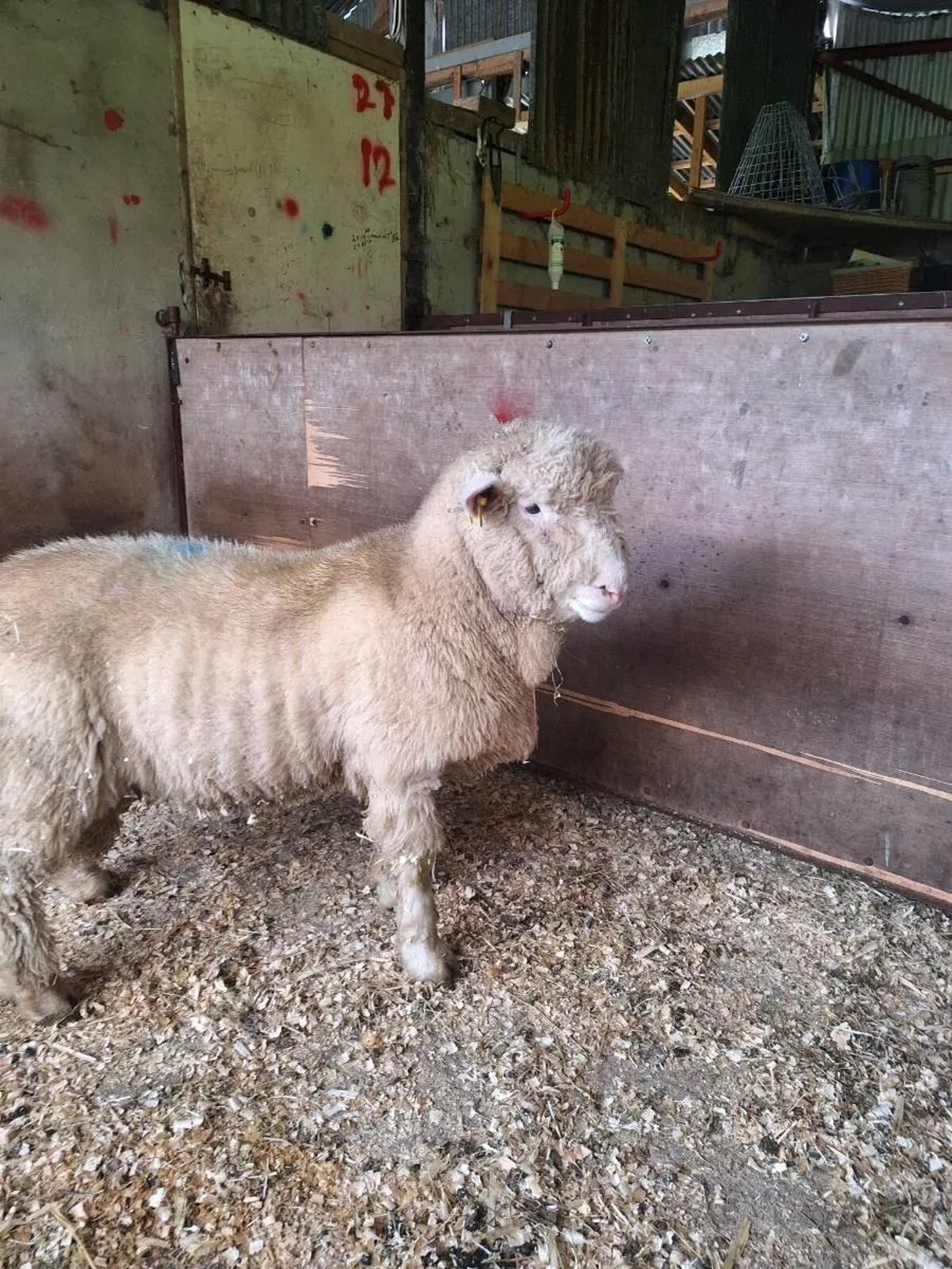 Dorset Ram Lamb - Image 2