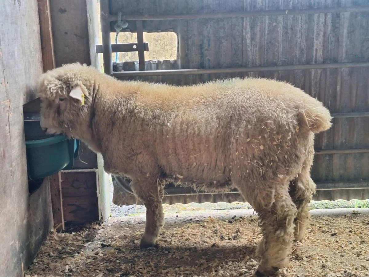 Dorset Ram Lamb - Image 3