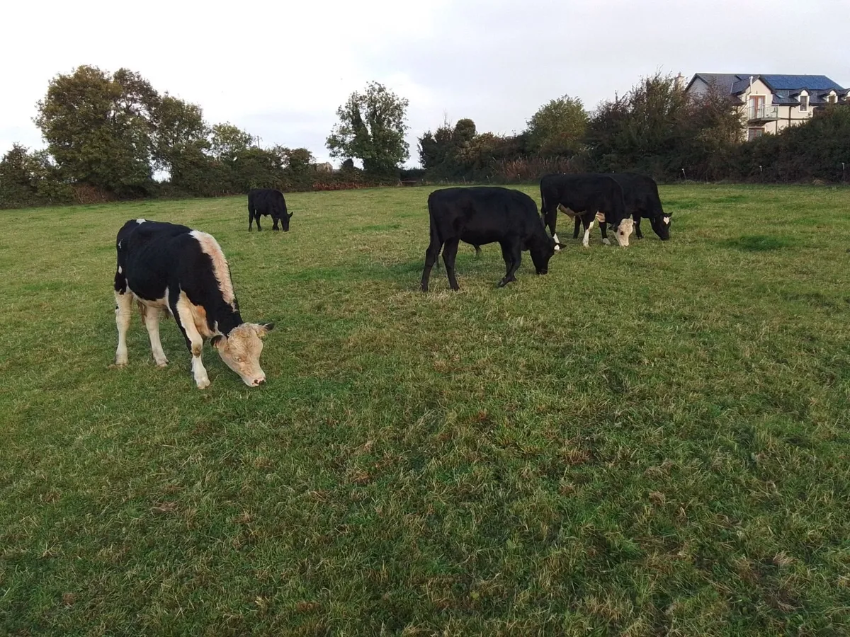 Cattle - Image 3