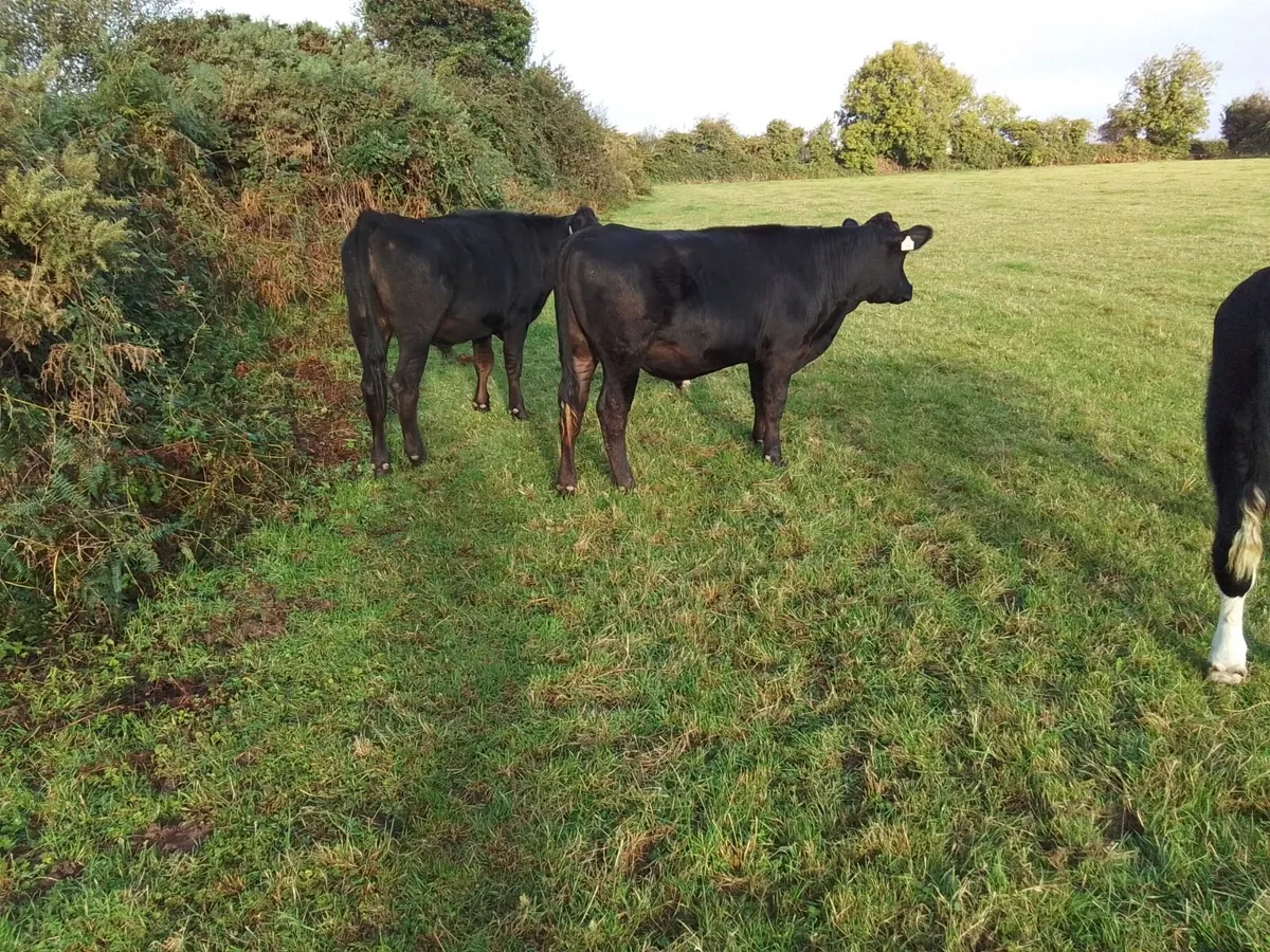Cattle - Image 4
