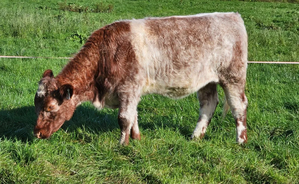 Pedigree Registered Shorthorn Heifers - Image 1