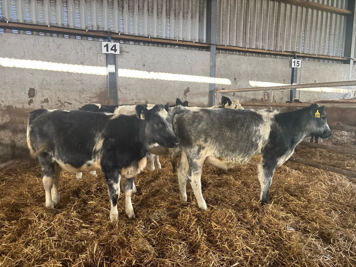4 super blue grey shorthorn heifers - Image 1