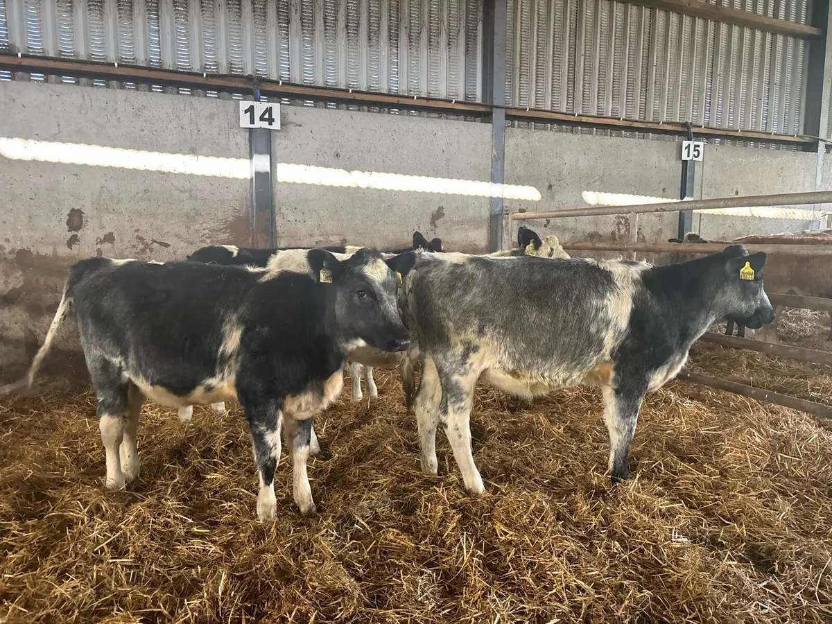 4 super blue grey shorthorn heifers - Image 2