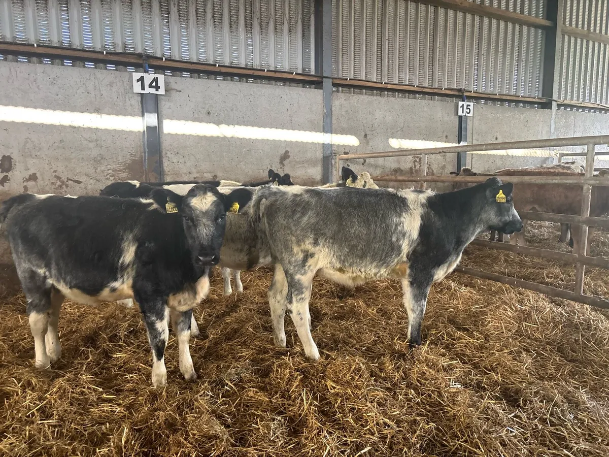 4 super blue grey shorthorn heifers - Image 3