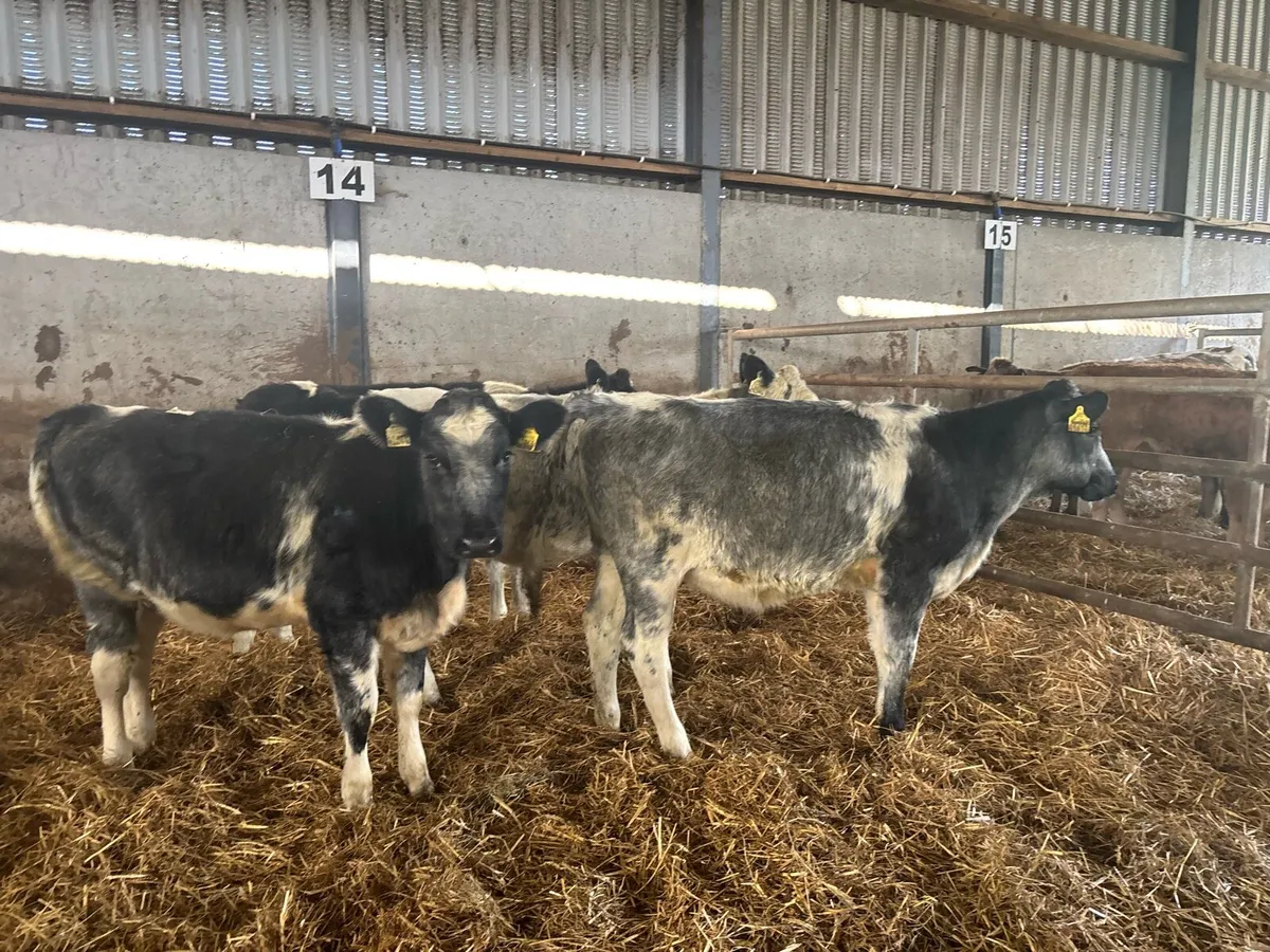 4 super blue grey shorthorn heifers - Image 4