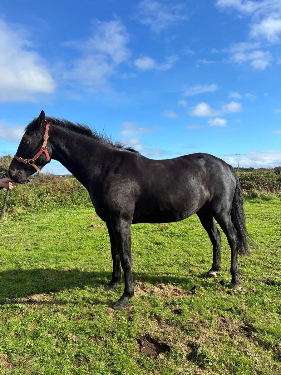 Connemara pony - Image 3