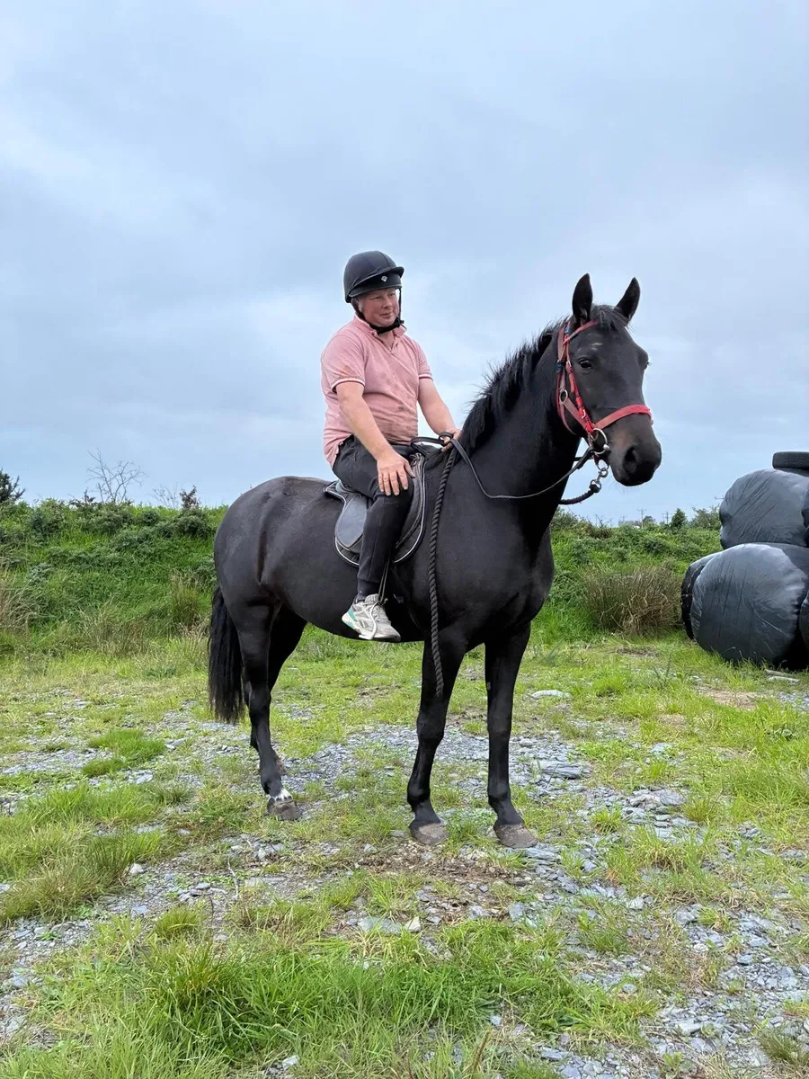 Connemara pony - Image 4
