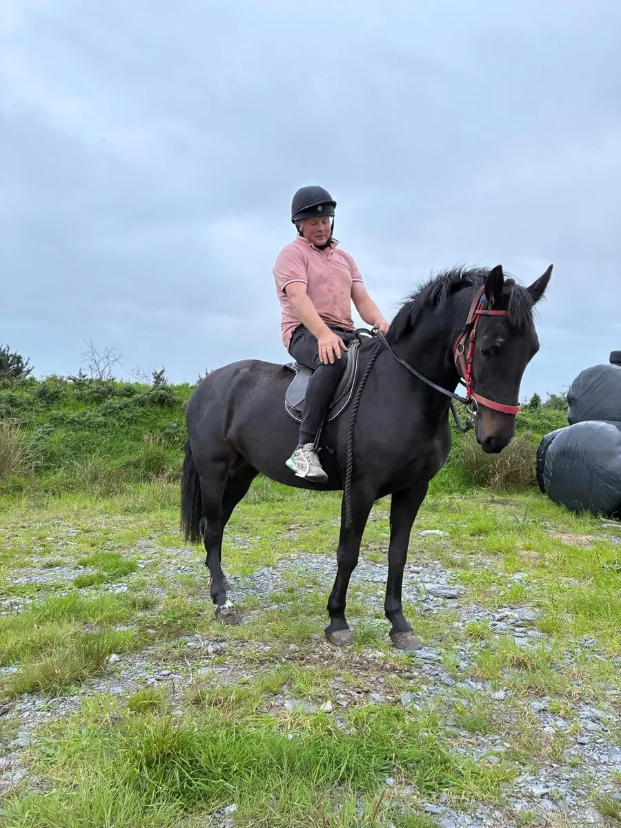 Connemara pony - Image 1