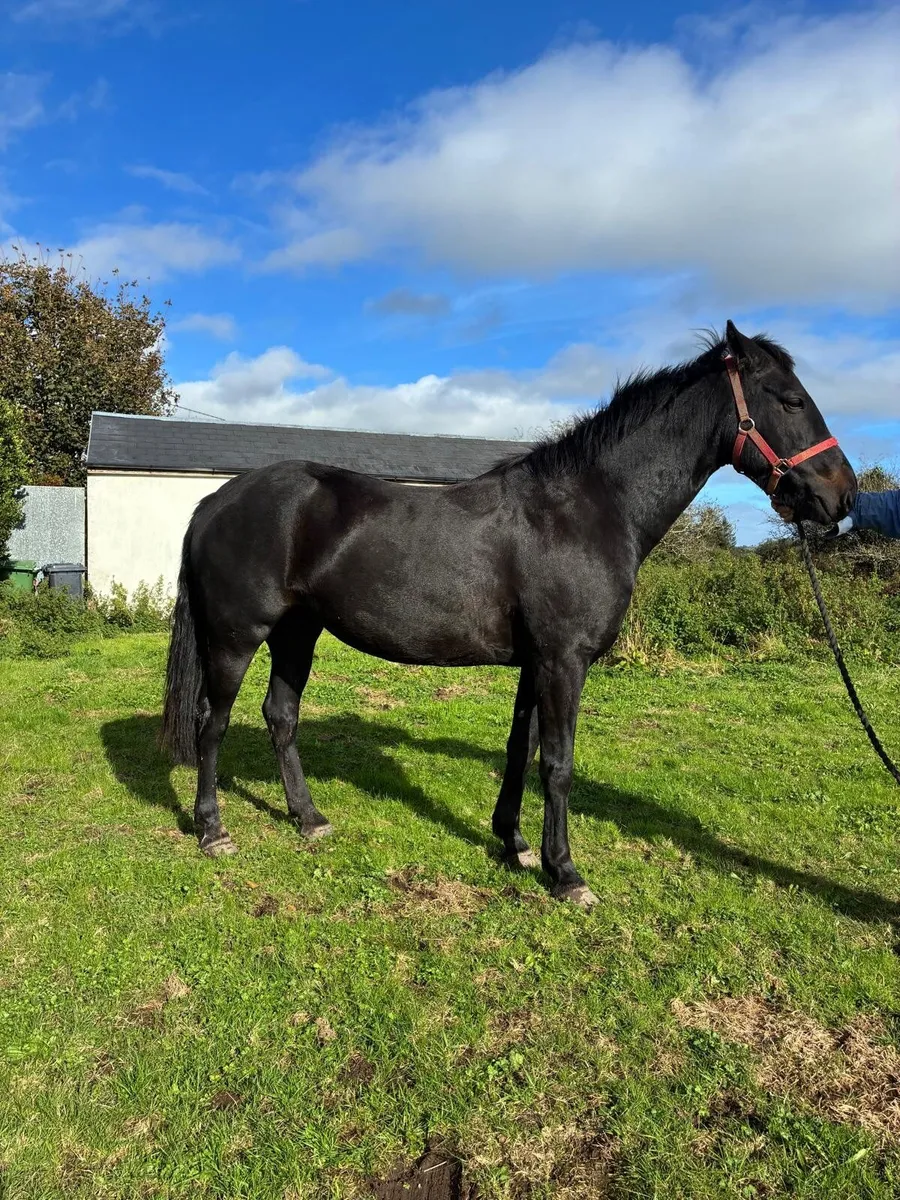 Connemara pony - Image 2