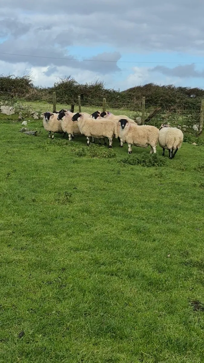3 Year Old Horned Ewes - Image 2