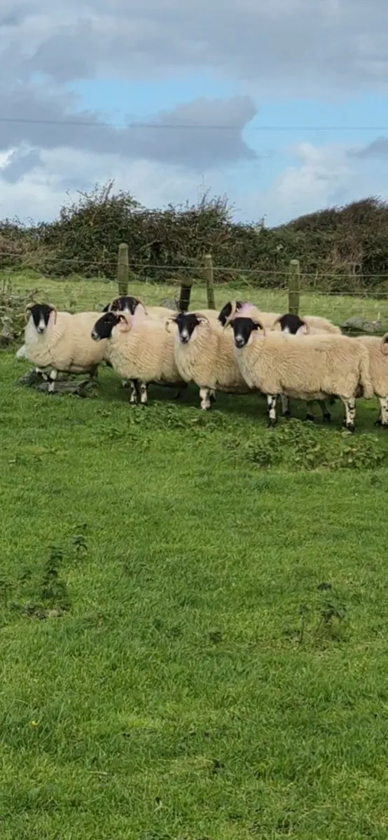 3 Year Old Horned Ewes - Image 3