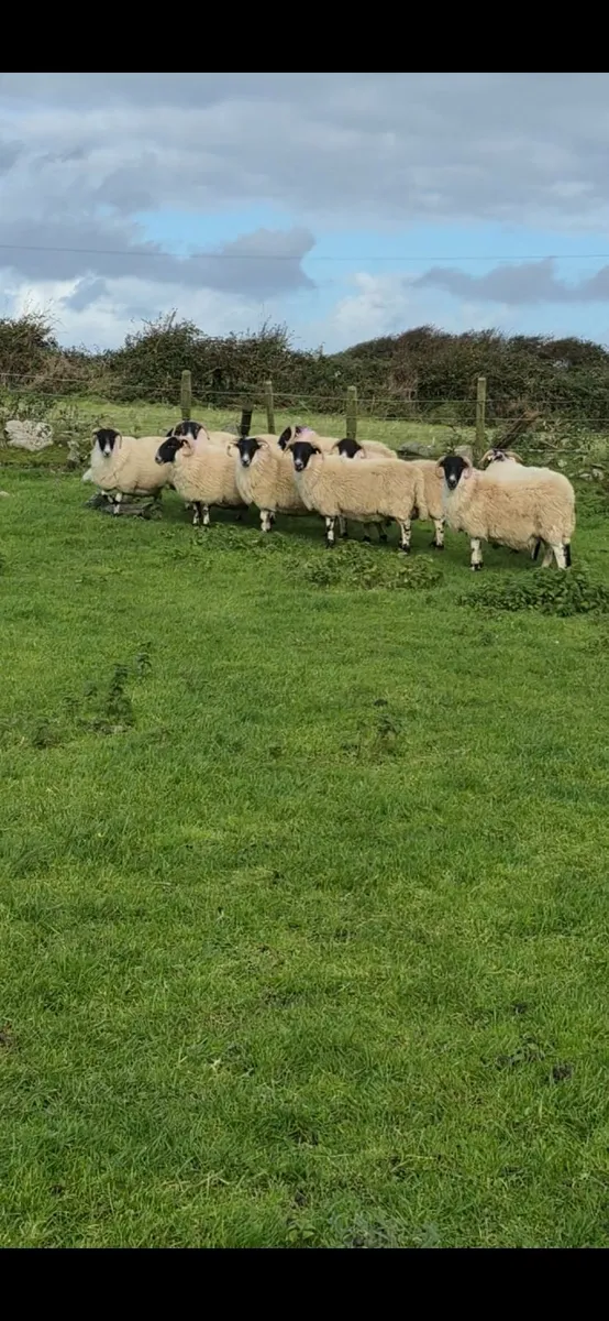 3 Year Old Horned Ewes - Image 4