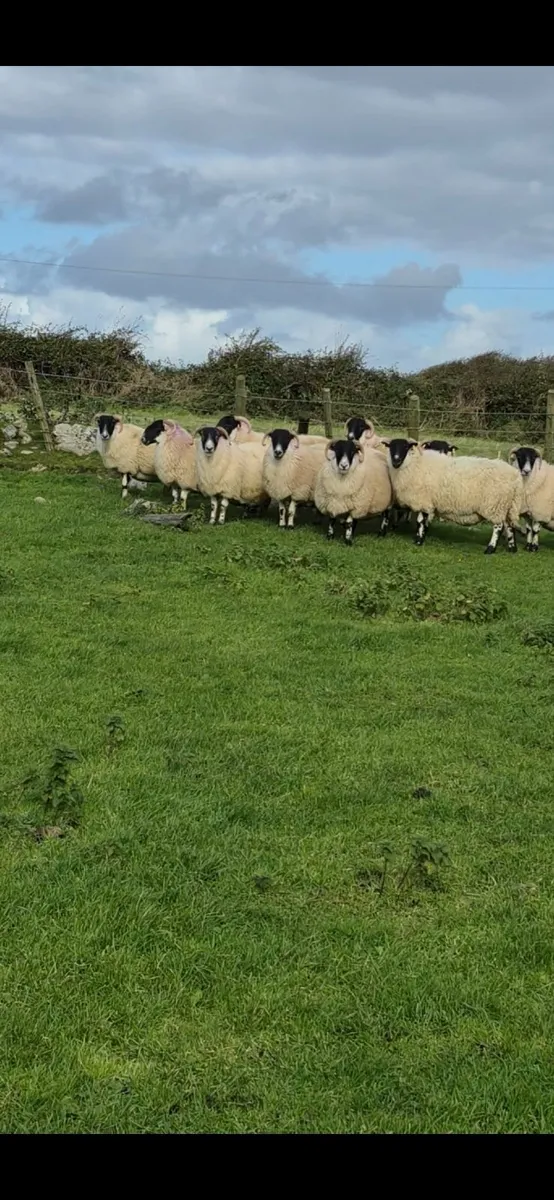 3 Year Old Horned Ewes - Image 1
