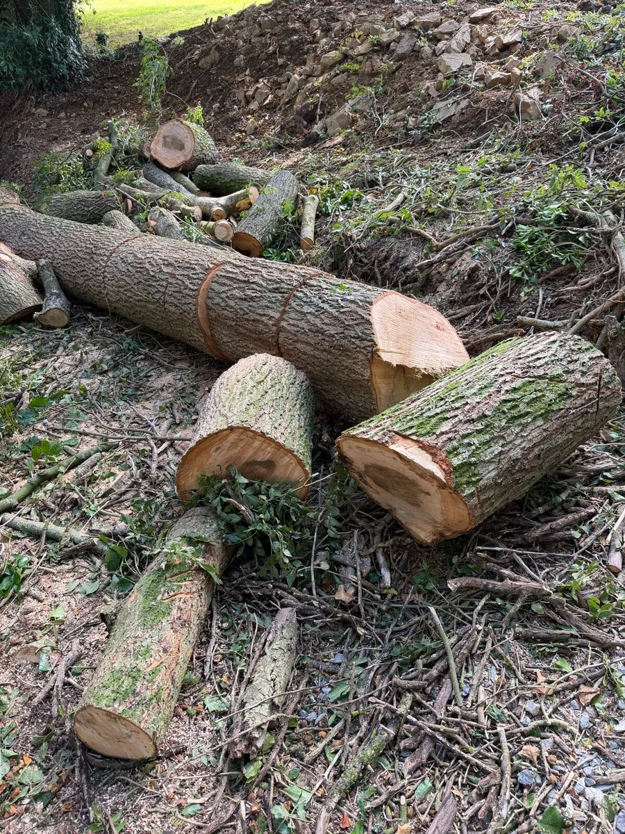 Ash Timber- 10 x 1m Lengths - Image 1