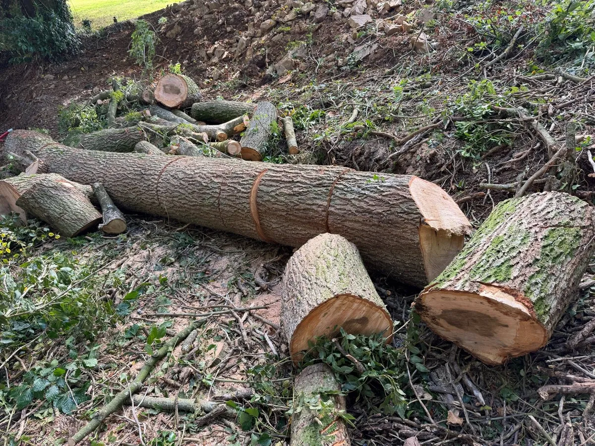 Ash Timber- 10 x 1m Lengths - Image 2