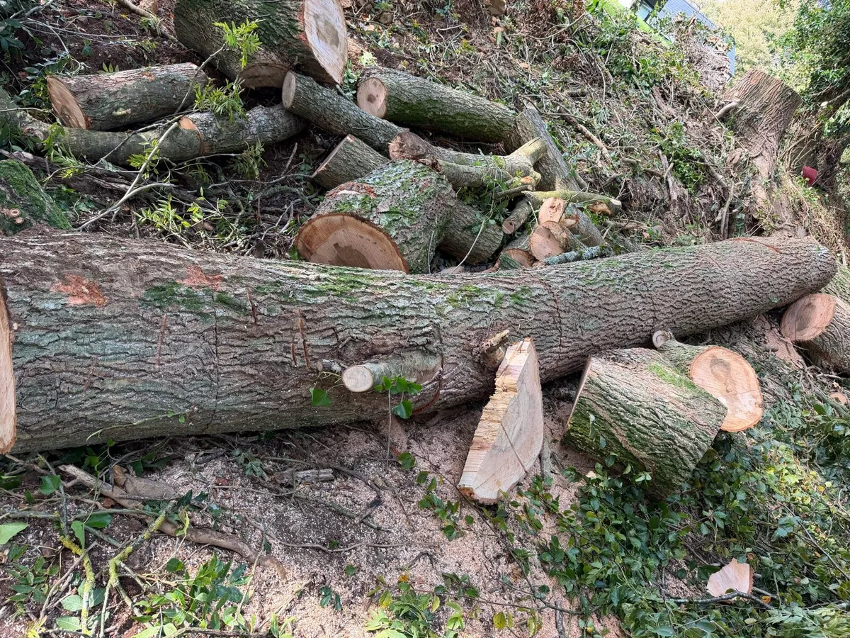 Ash Timber- 10 x 1m Lengths - Image 3