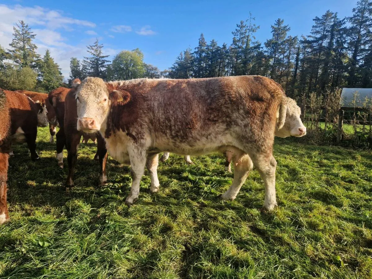 Shorthorn Hereford Cross 820kg cow - Image 2