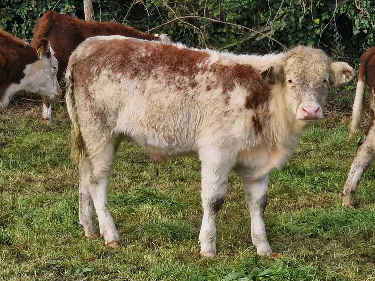 Shorthorn Hereford Cross 820kg cow - Image 3