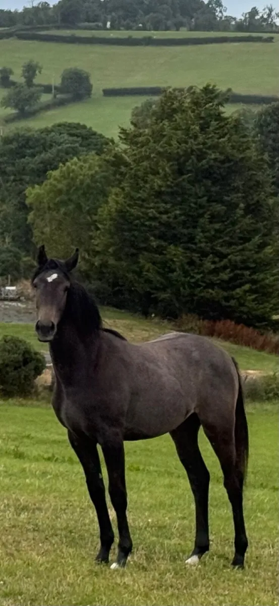 Yearling for sale by Sir Lando - Image 1
