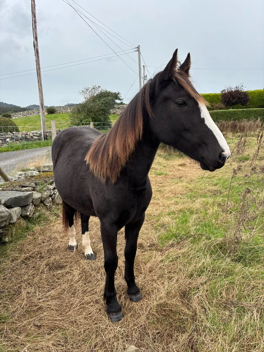 Pony Connie x cob - Image 1