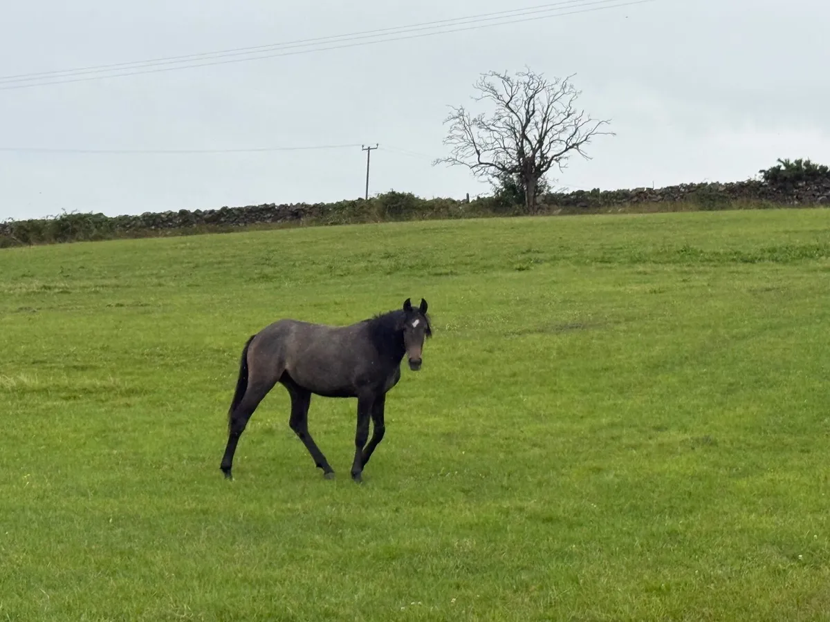Yearling for sale by Sir Lando - Image 2
