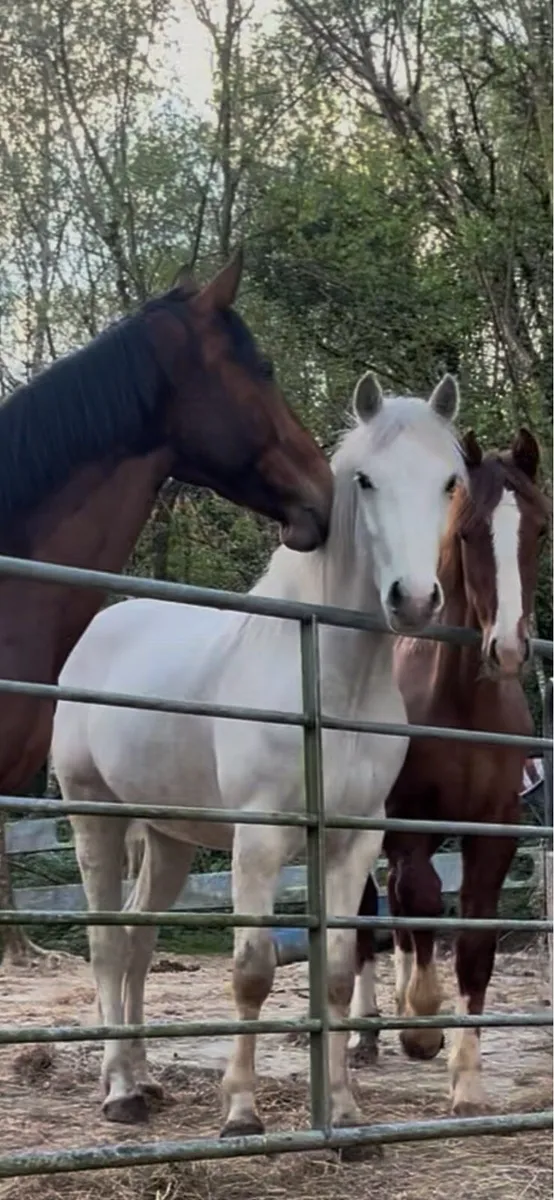 Milltown Mart 17th Oct Backed Connemara Gelding - Image 1