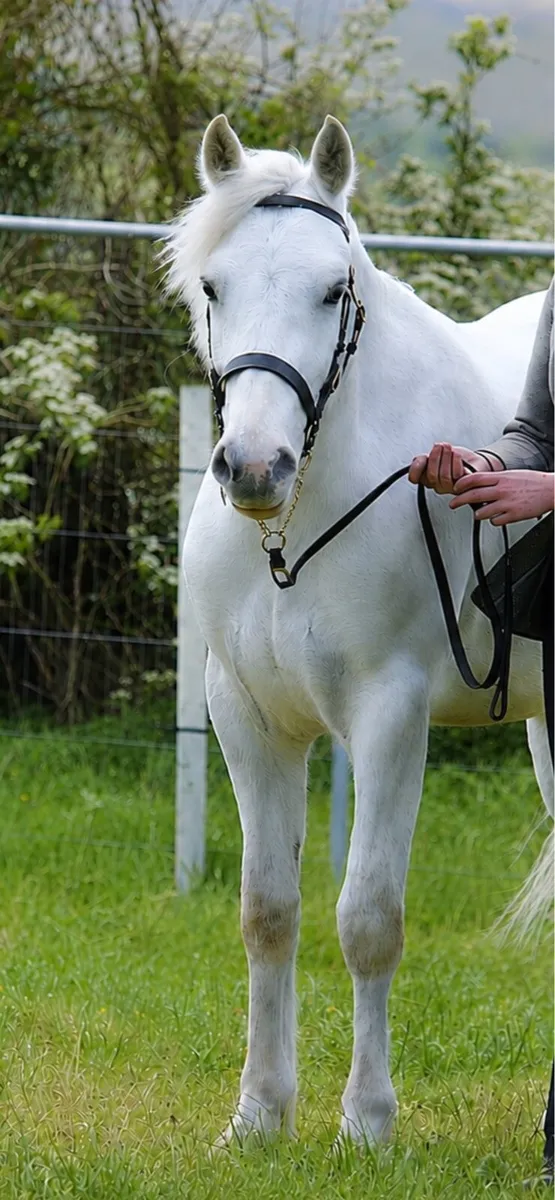 Milltown Mart 17th Oct Backed Connemara Gelding - Image 3