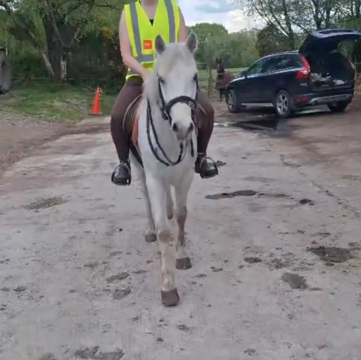 Milltown Mart 17th Oct Backed Connemara Gelding - Image 2