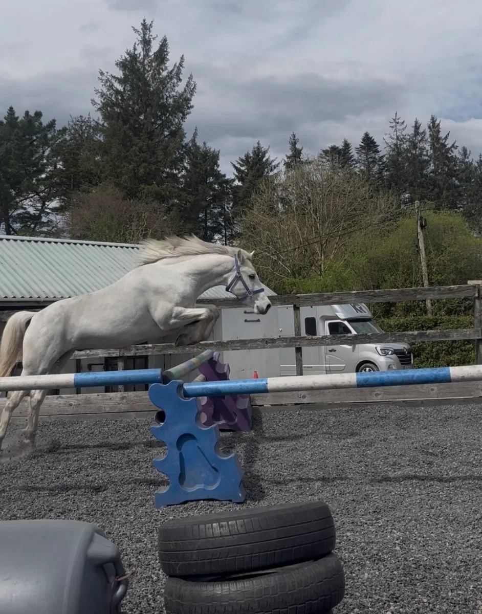 Milltown Mart 17th Oct Backed Connemara Gelding - Image 4