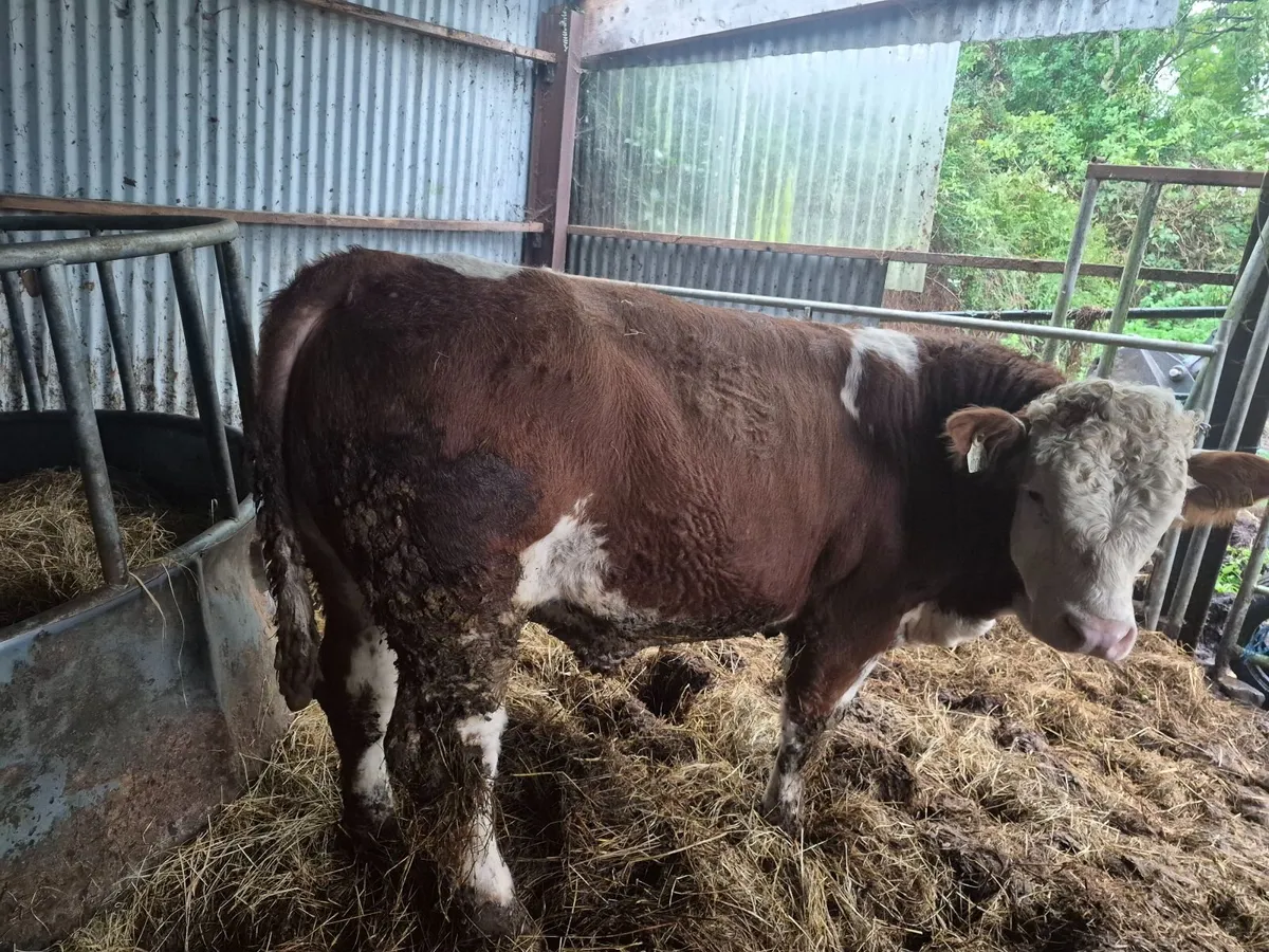 PBR Polled Simmental Bull - Image 1
