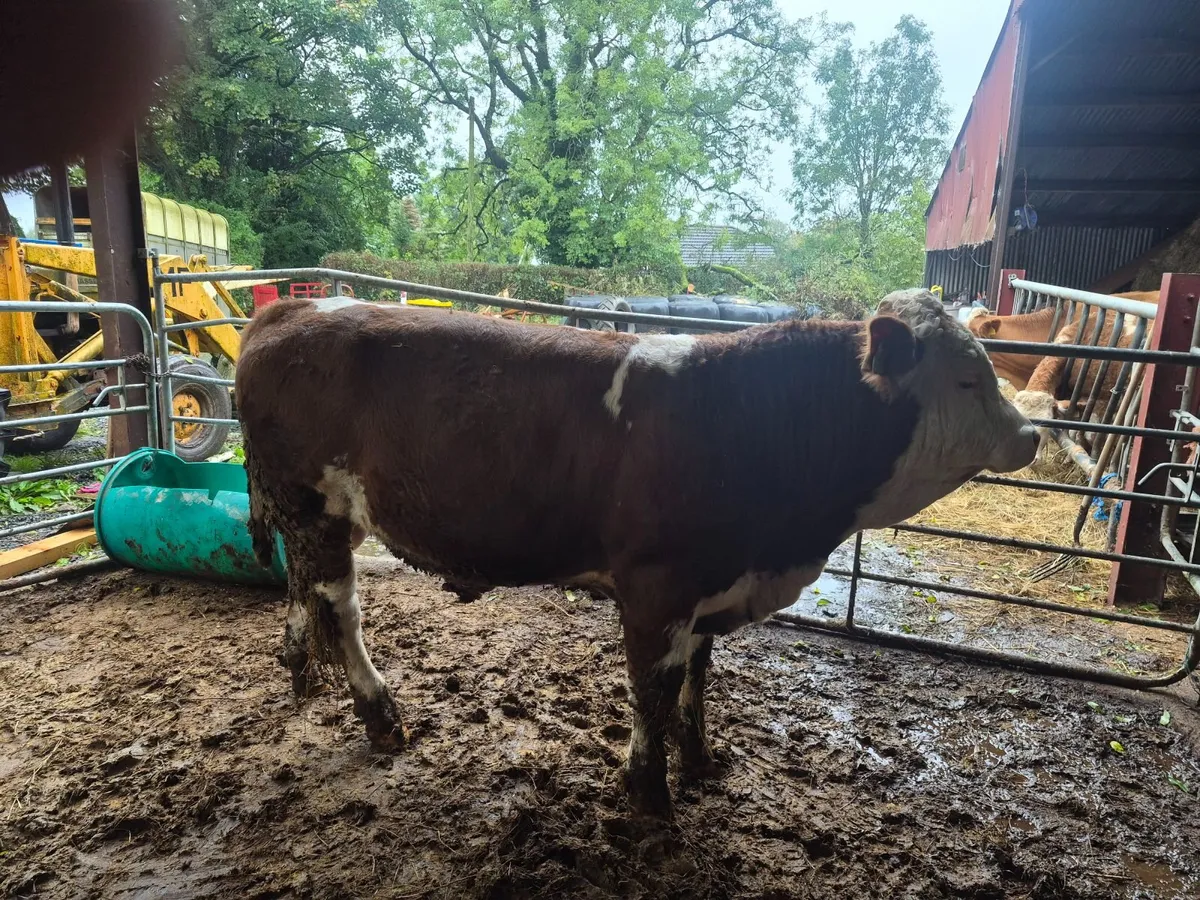 PBR Polled Simmental Bull - Image 2