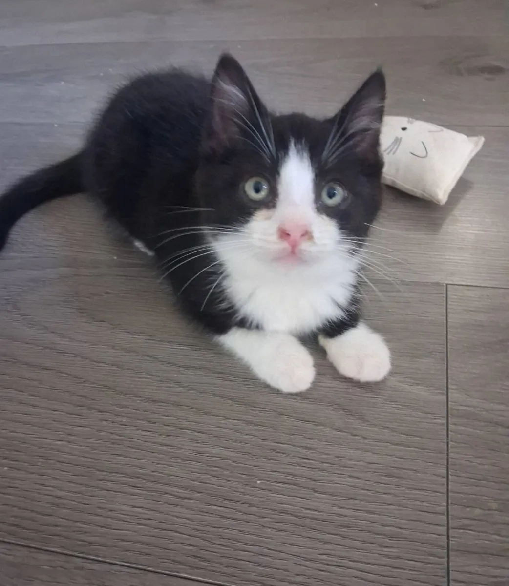 Sweet kittens - Image 2