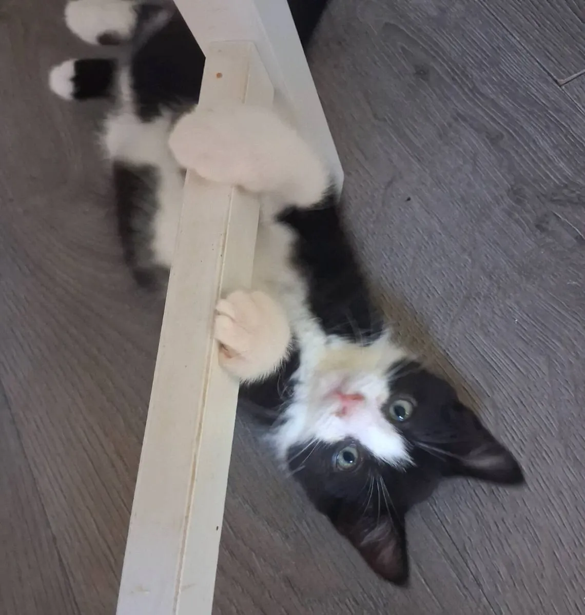 Sweet kittens - Image 3