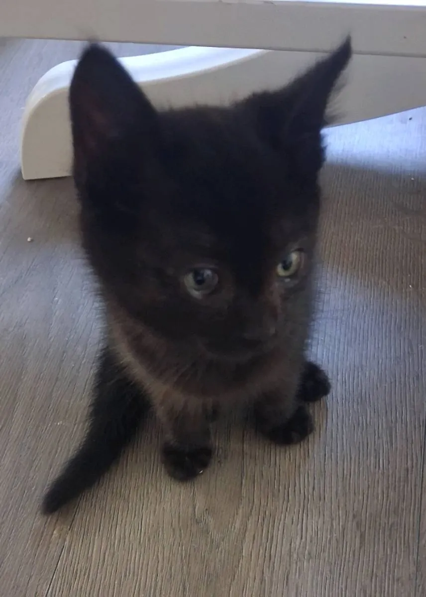 Sweet kittens - Image 4