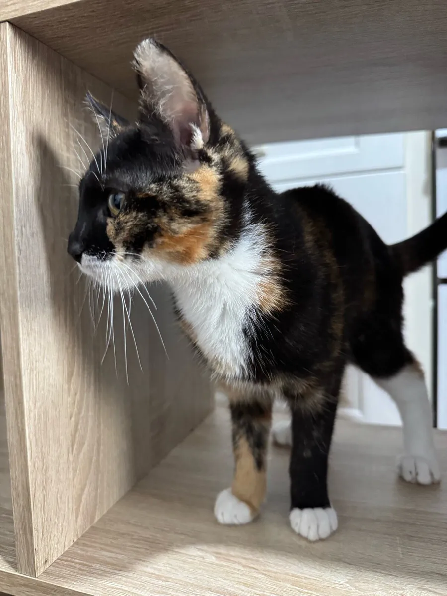 Kitten - Image 3