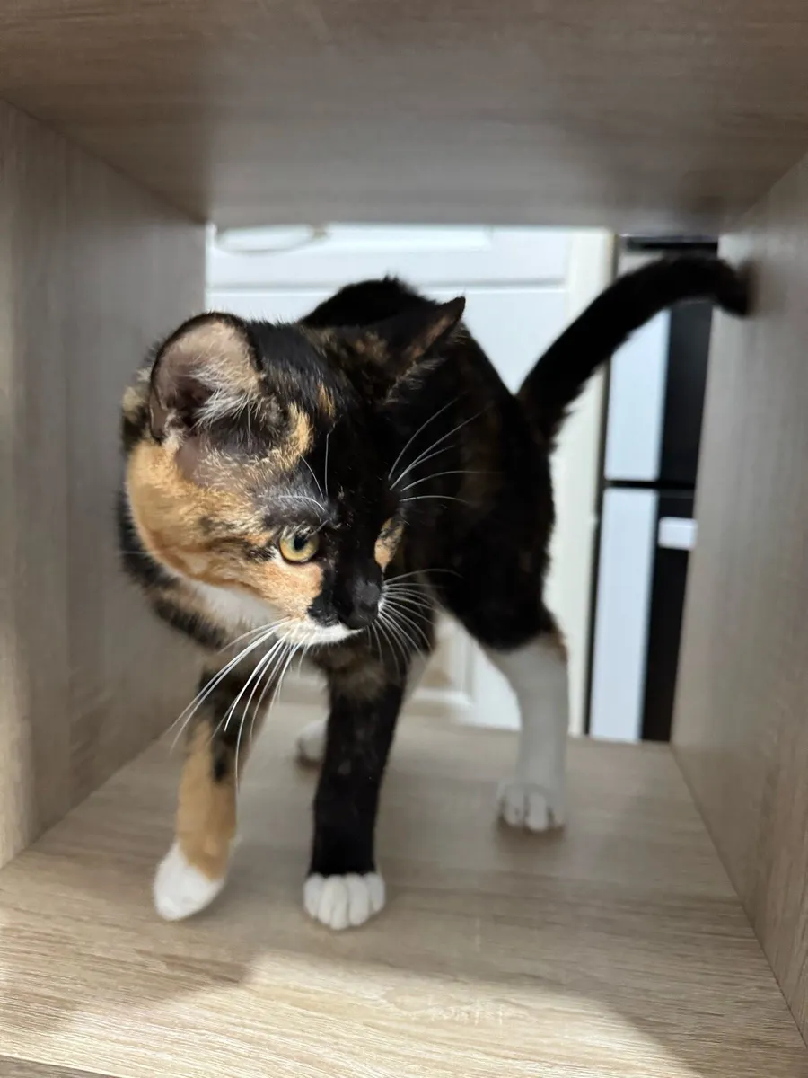 Kitten - Image 4