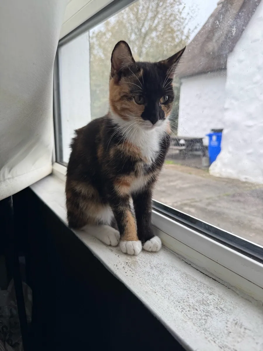 Kitten - Image 1