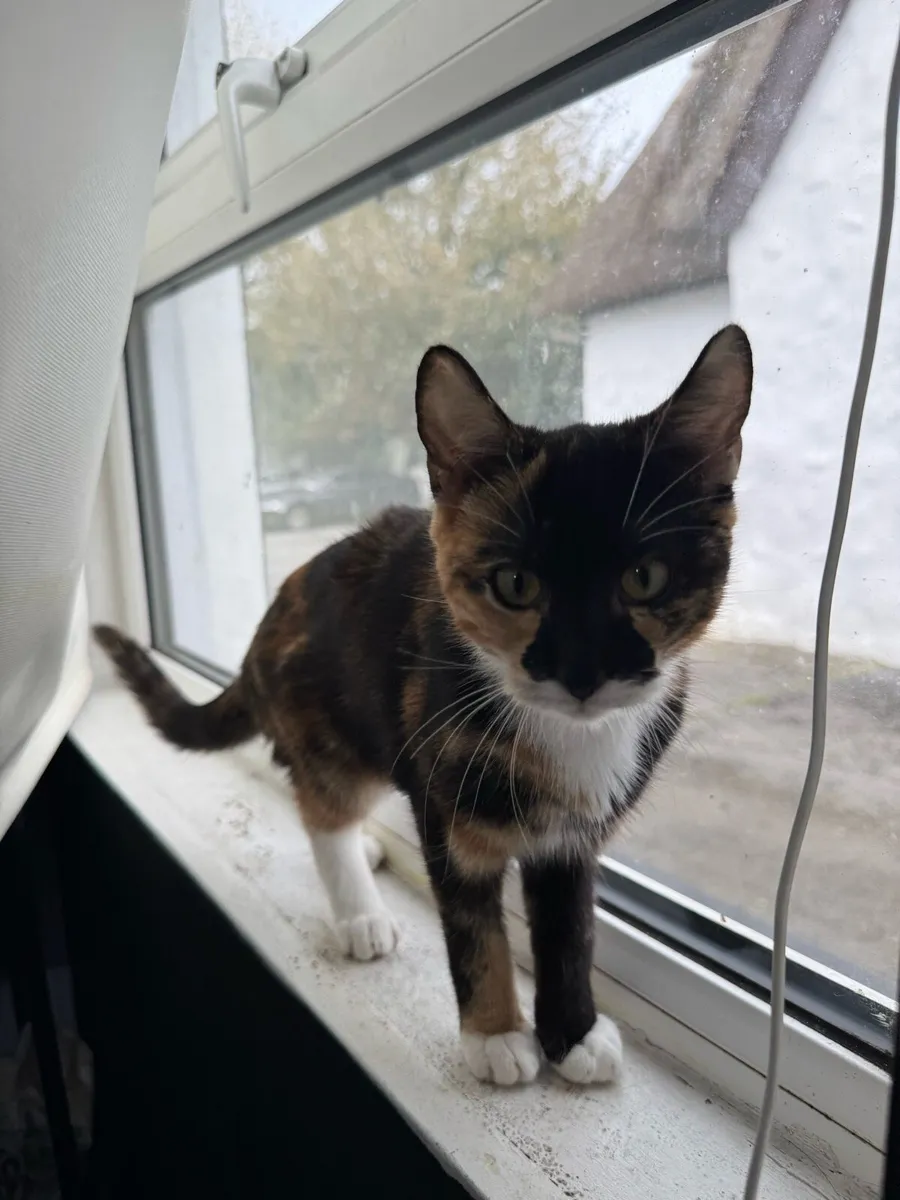 Kitten - Image 2