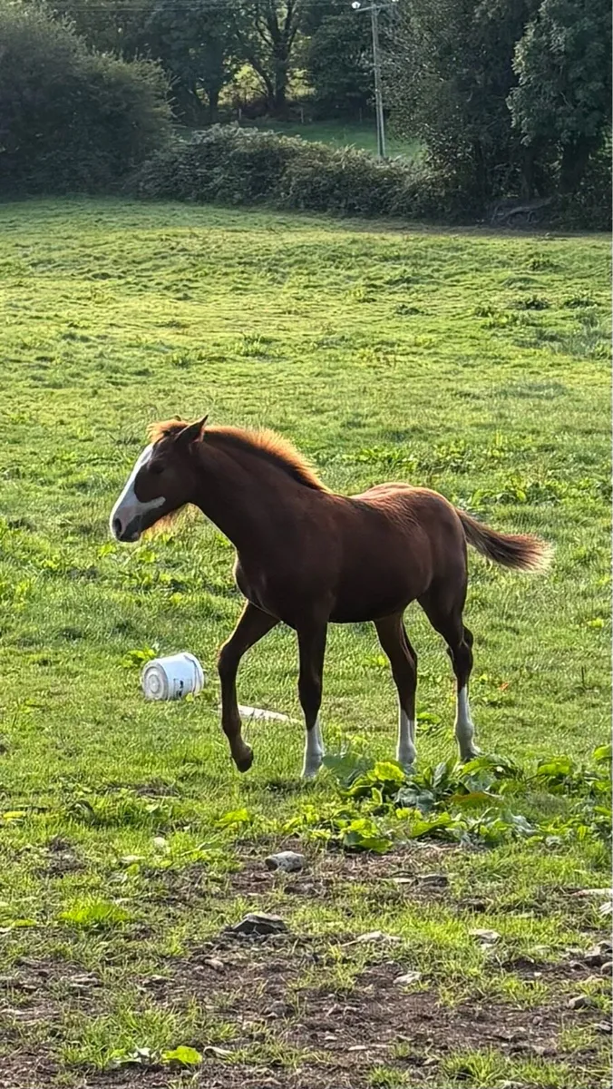 RID Filly Foal for sale in Cork for €0 on DoneDeal