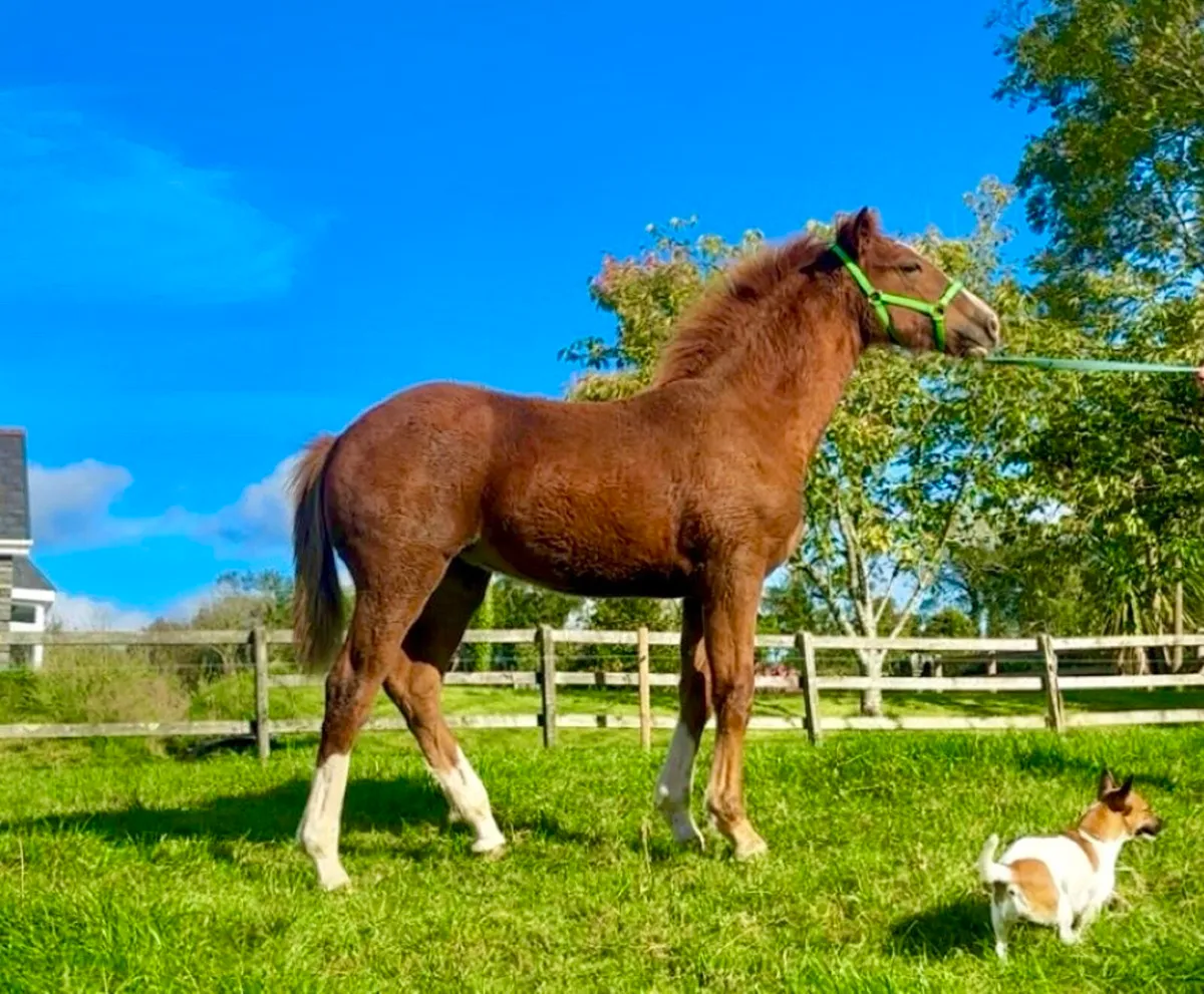 RID Filly Foal for sale in Cork for €0 on DoneDeal