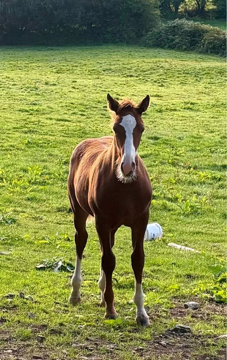RID Filly Foal for sale in Cork for €0 on DoneDeal