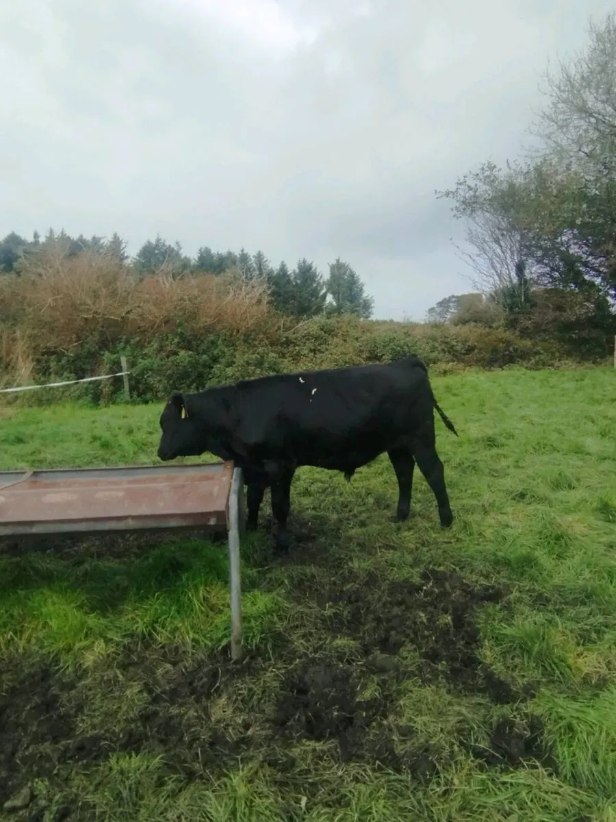 6 Angus bulls. - Image 4