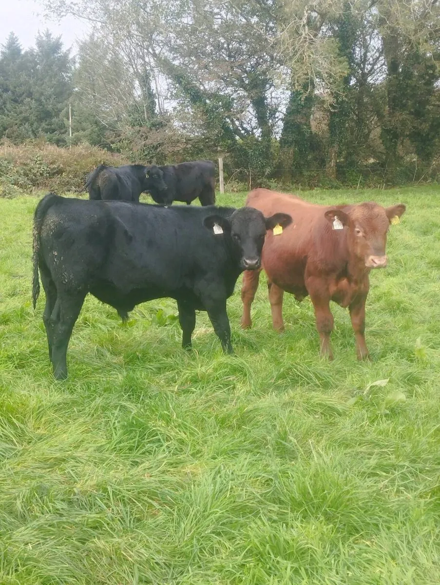 6 Angus bulls. - Image 1
